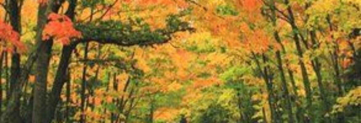 Tunnel of Trees